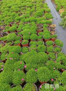 高度15厘米欧石竹