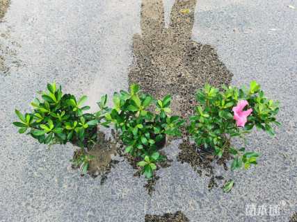 高度15厘米紫鹃