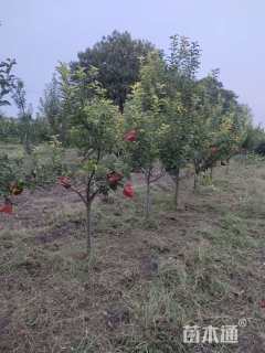 5公分苹果树