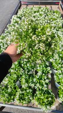 高度10厘米香雪球