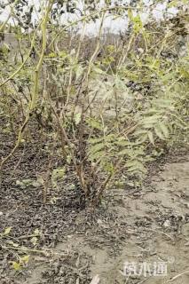 高度60厘米珍珠梅