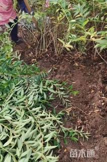 高度100厘米连翘