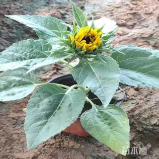 高度20厘米向日葵