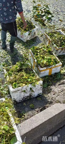 高度30厘米荇菜