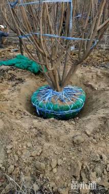 高度400厘米丛生黄栌