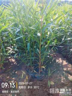 高度120厘米夹竹桃