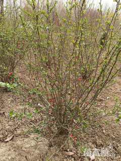 高度60厘米日本海棠