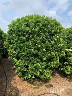 高度150厘米米兰球