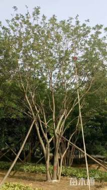 高度700厘米(5杆)丛生国槐