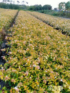 高度30厘米金边大花六道木