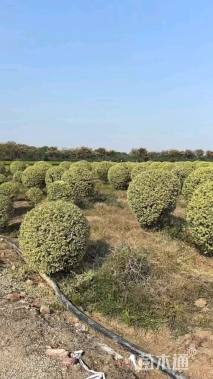 冠幅150厘米银姬小蜡球