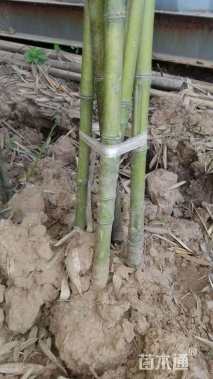 地栽苗罗汉竹