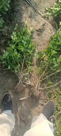 高度60厘米大叶黄杨