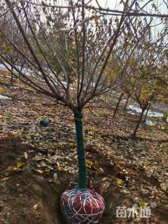 高度220厘米蜡梅