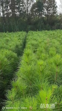 高度50厘米湿地松小苗