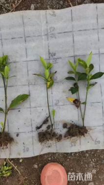 高度20厘米大叶栀子