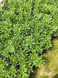 高度40厘米黄金菊