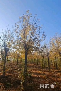 20公分金叶白蜡