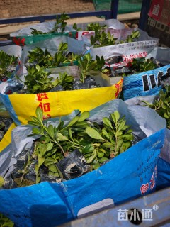 高度20厘米海桐小苗