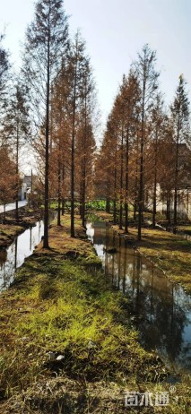 12公分金叶水杉