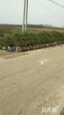 高度120厘米桧柏