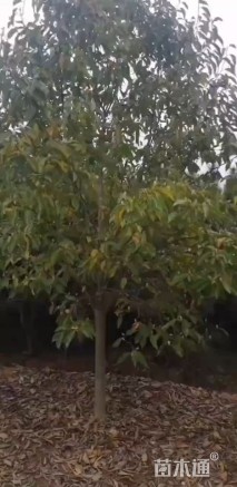 12公分二乔玉兰