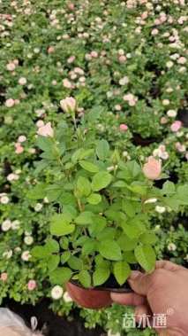 高度20厘米玫瑰