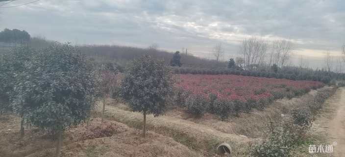 冠幅120厘米红叶石楠球