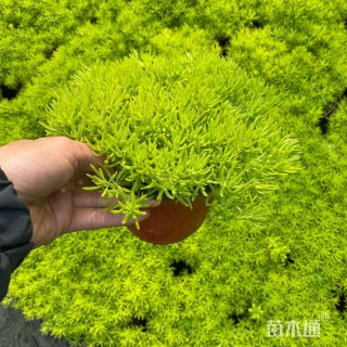 高度30厘米金叶佛甲草