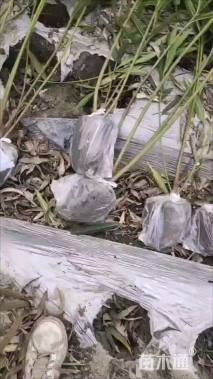 高度80厘米红花夹竹桃