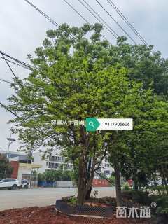 40公分丛生朴树