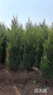 高度220厘米塔柏