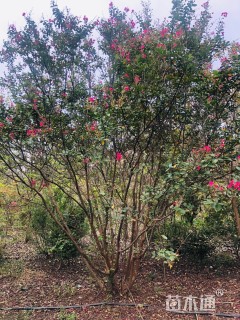 高度250厘米丛生红花紫薇