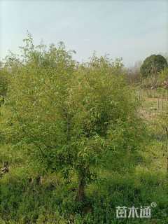 高度200厘米陕西卫矛