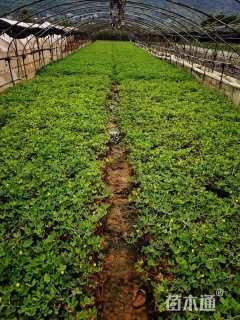 高度20厘米金花生