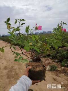 高度50厘米月季