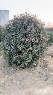 冠幅250厘米石楠球