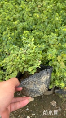 高度10厘米金焰绣线菊