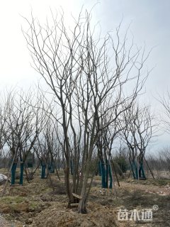 丛生朴树