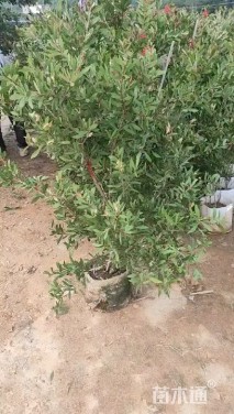 高度220厘米多花红千层