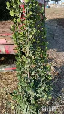 高度150厘米北海道黄杨