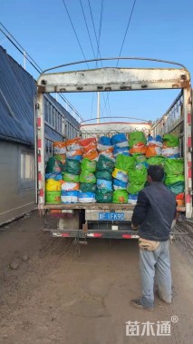 高度40厘米非洲凤仙