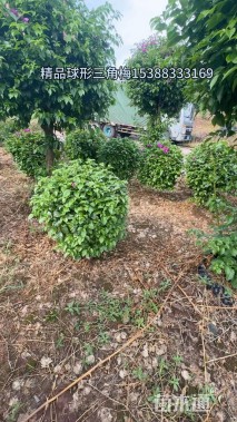 冠幅70厘米三角梅球