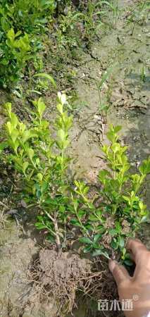 高度25厘米小叶黄杨