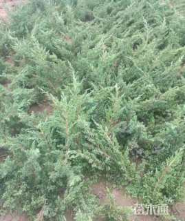 高度50厘米铺地柏