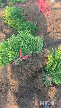 高度45厘米瓜子黄杨小苗