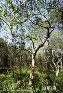 30公分红果冬青