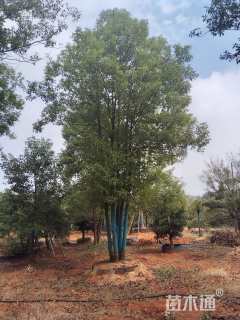 移栽苗丛生香樟