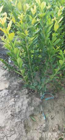 高度60厘米水蜡