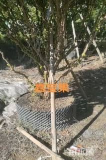 高度260厘米嘉宝果